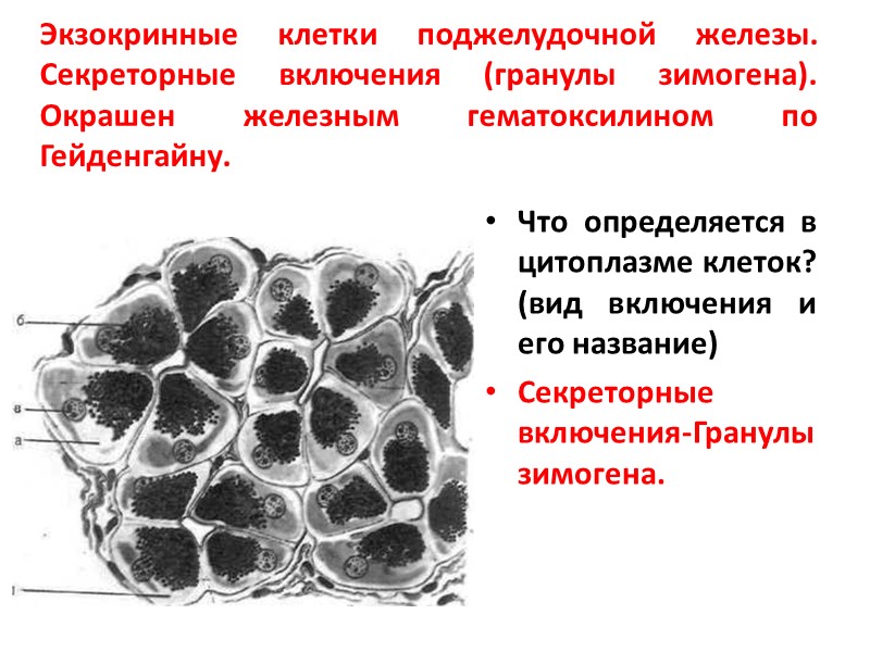 Экзокринные клетки поджелудочной железы. Секреторные включения (гранулы зимогена). Окрашен железным гематоксилином по Гейденгайну. Что